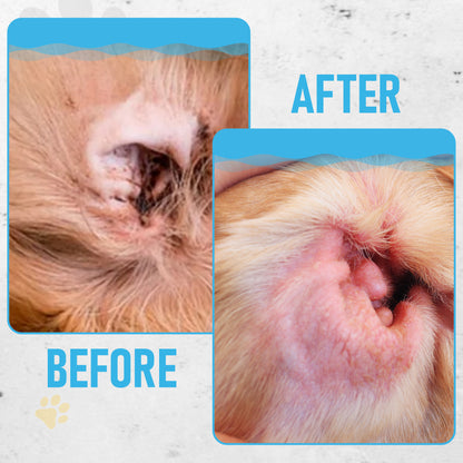 Close-up before and after comparison showing the effectiveness of Petazy Dog Ear Wipes in removing dark ear wax buildup and soothing red, irritated skin in a dog's ear.