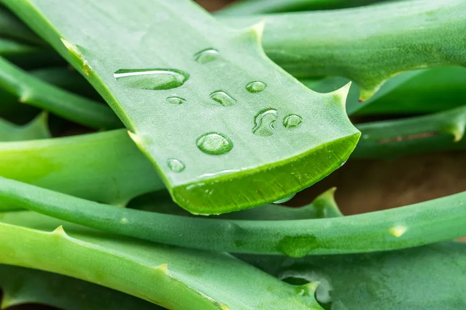 Aloe Vera