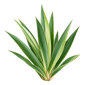 Yucca